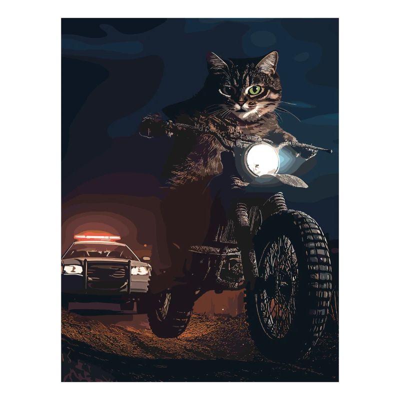 Night cat on motorcycle