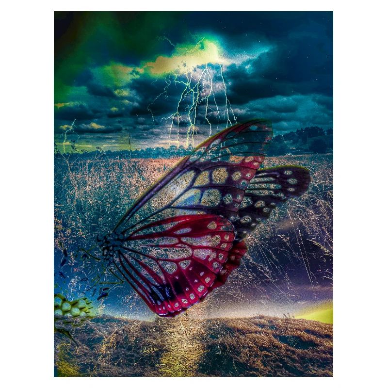 Butterfly under Storm Light
