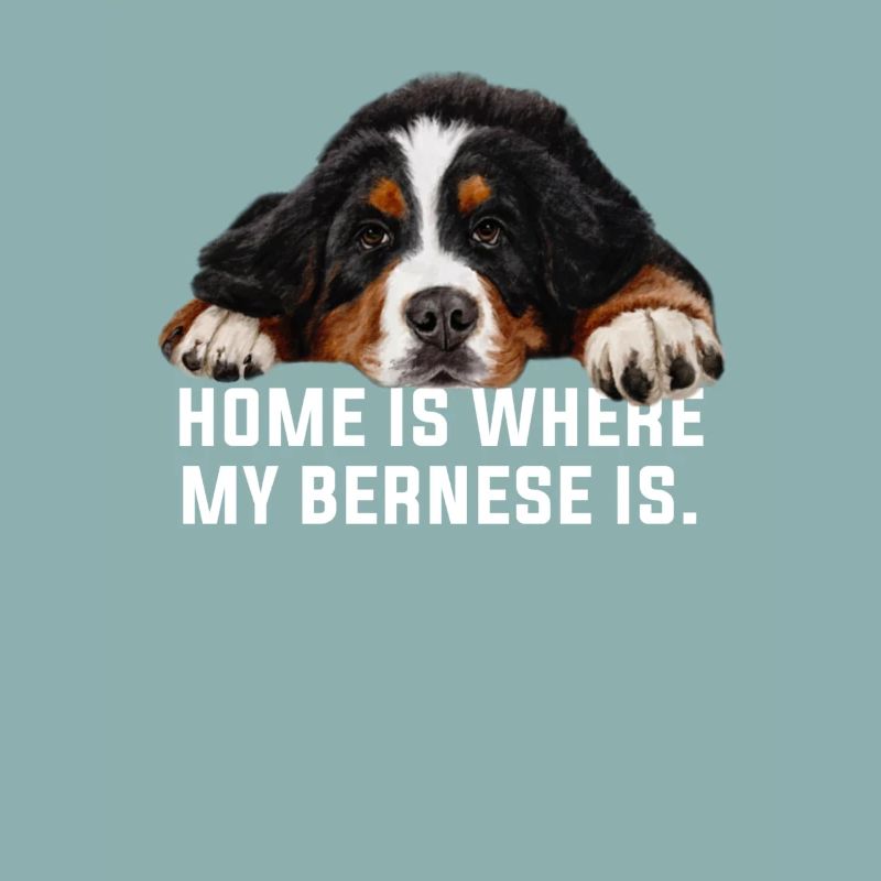 Bouvier bernois