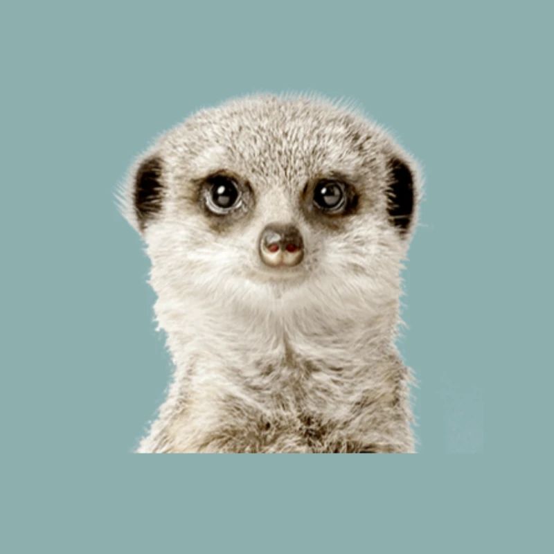 Suricate