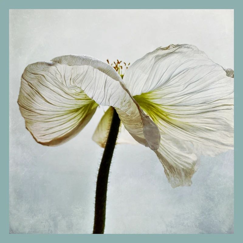 Fleur de pavot blanc