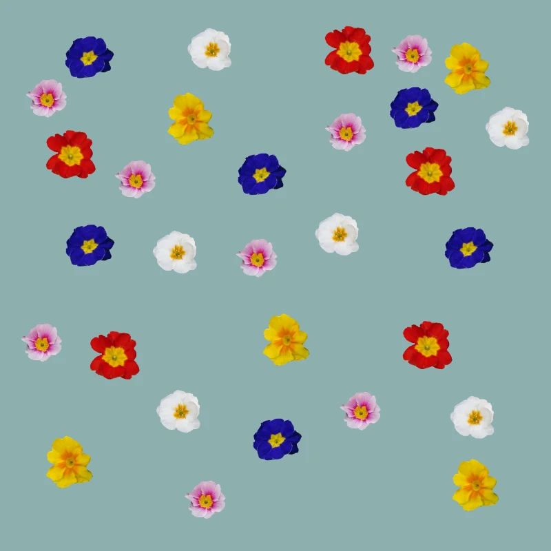 Primroses