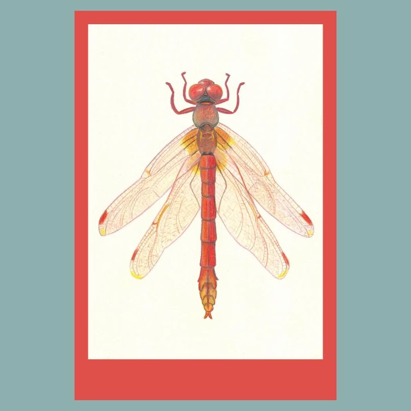 Illustration de la Libellule Rouge