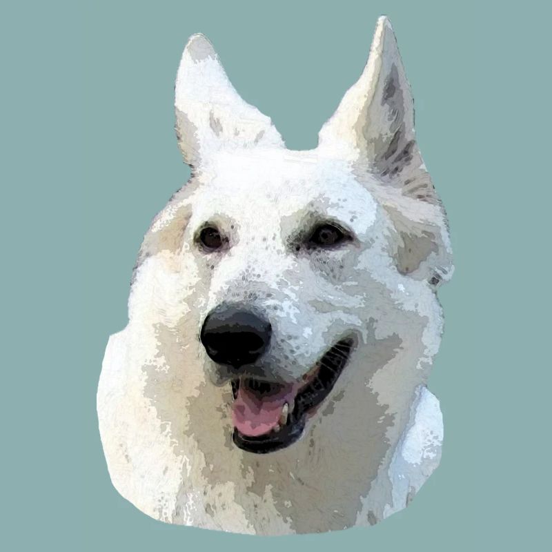 Berger Blanc