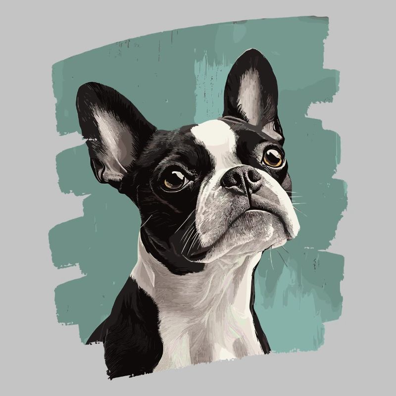 Boston Terrier
