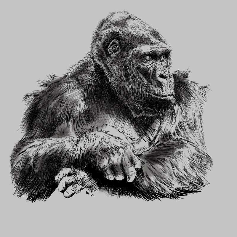 gorilla