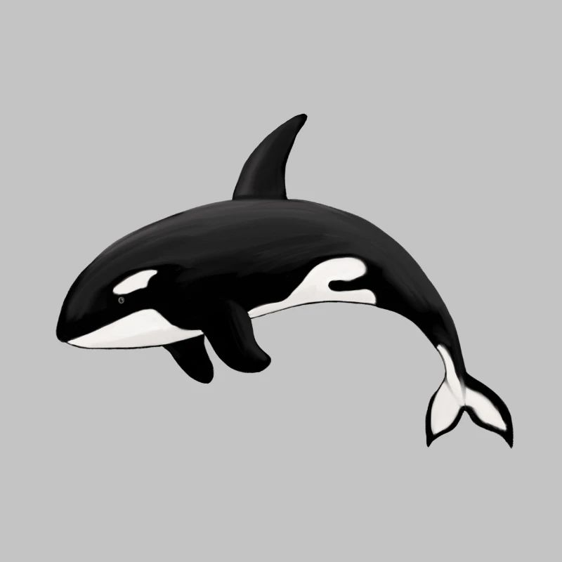 Orca Killerwal Schwertwal Orka