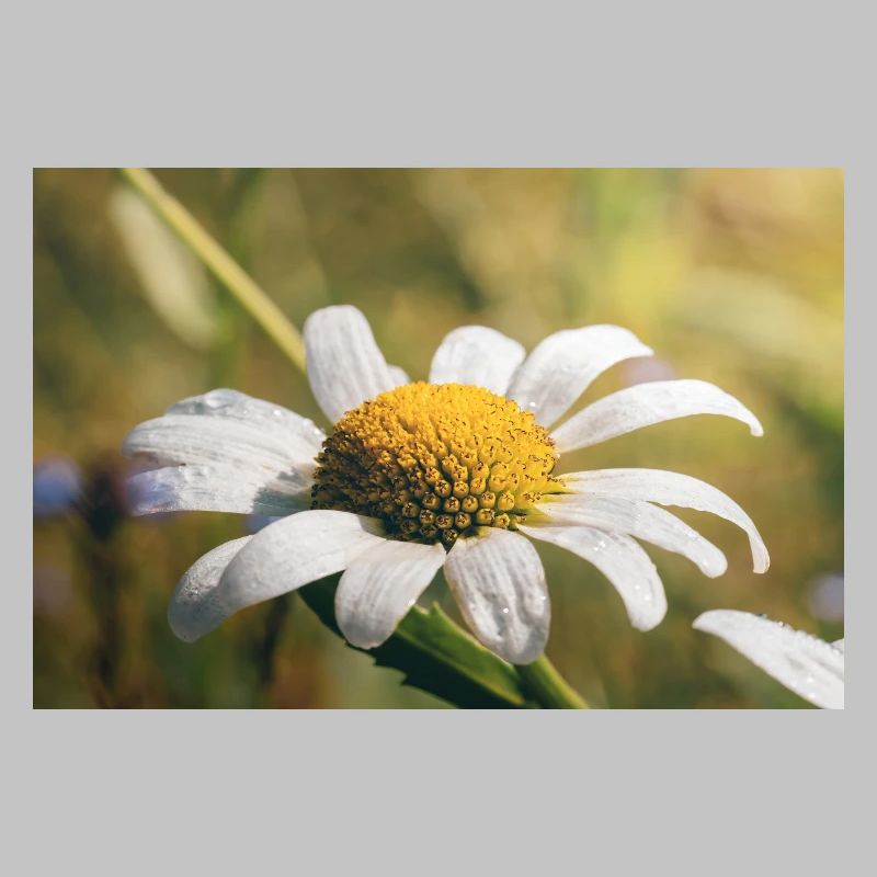 Fleur délicate dans la rosée du matin