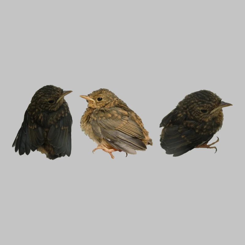 Robin Branches