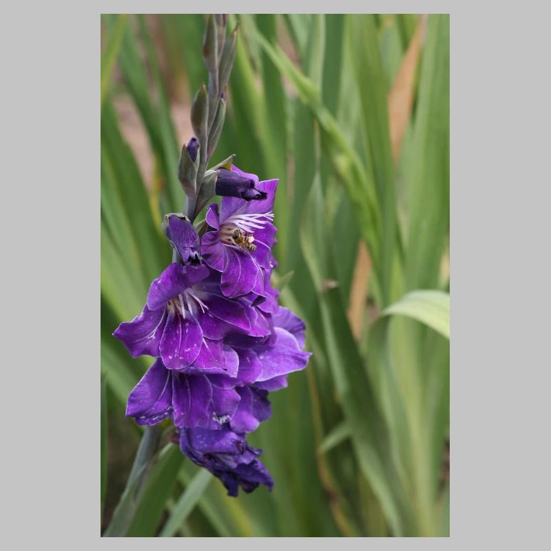 Glaïeul – amidon en fleurs