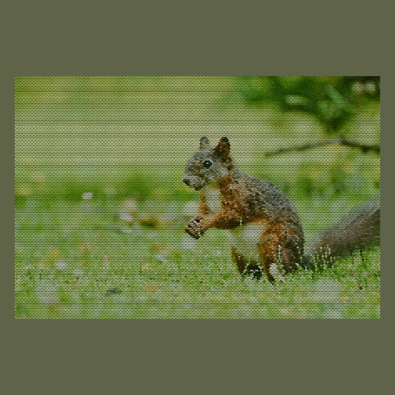 Squirrel Forest Pattern