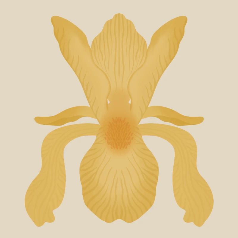 Floraison d’Iris doré