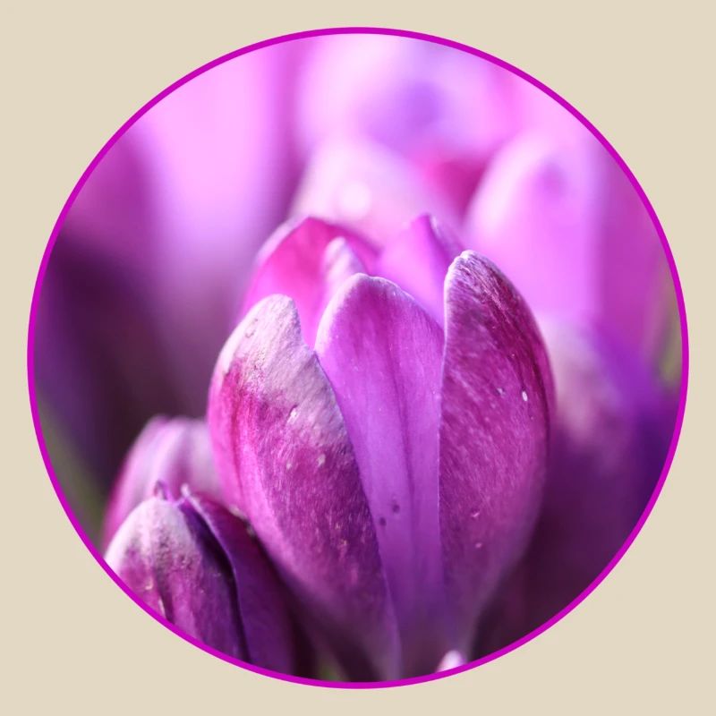 Crocus Crocus Fleurs violettes Crocus Bourgeon de crocus