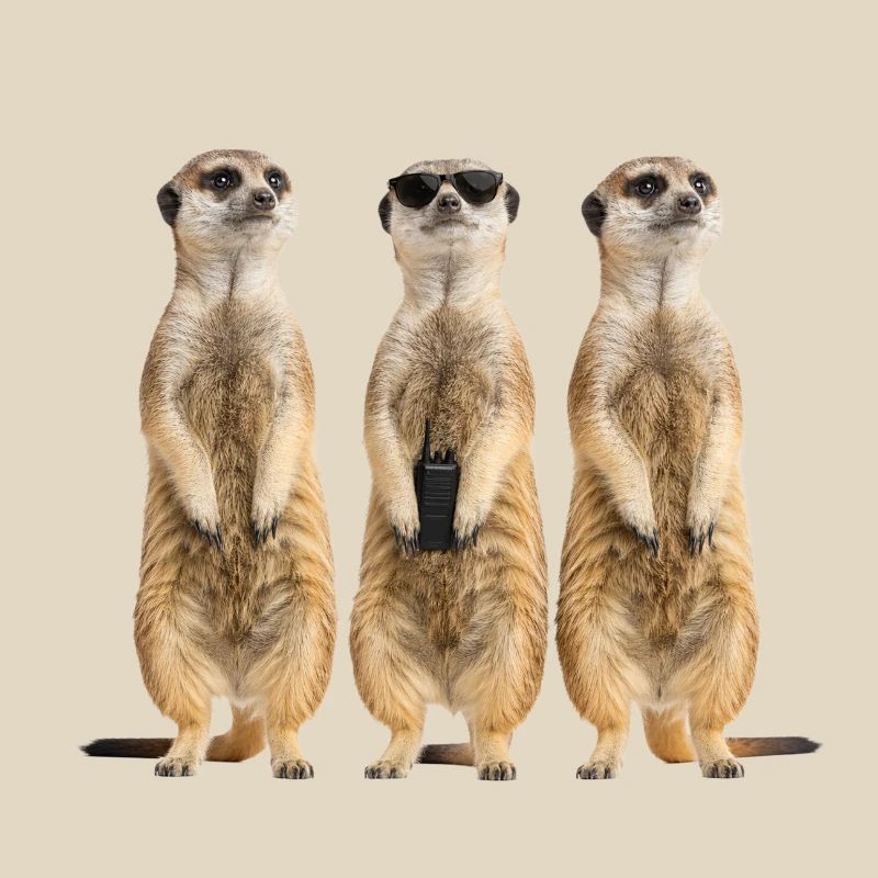 Funny Erdmänchen Security Team