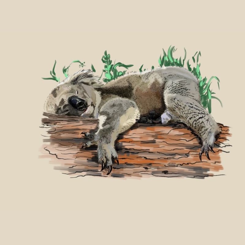koala bear