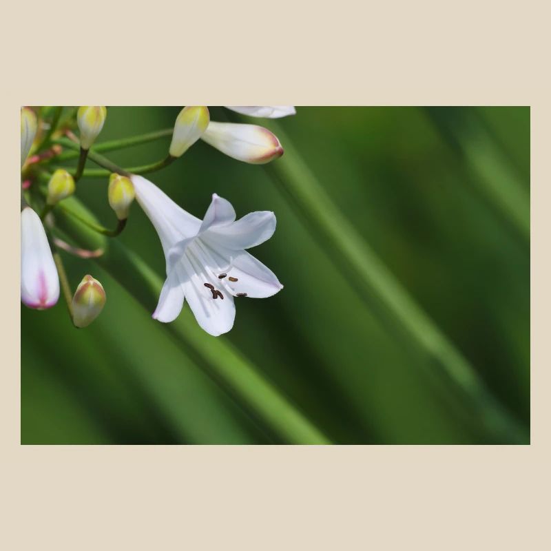 Macro de la fleur de lys blanc