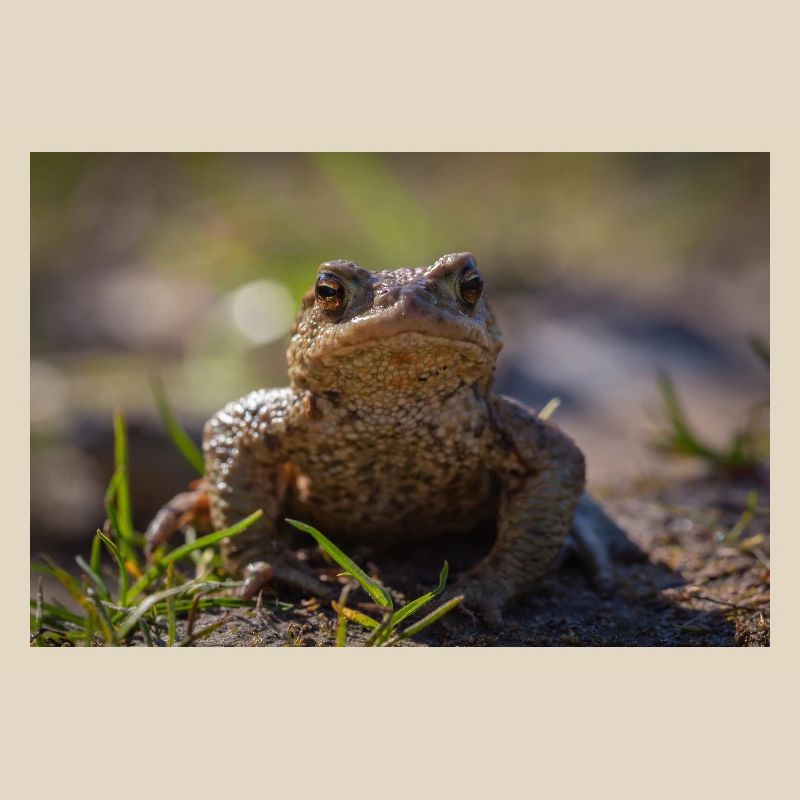 Gros plan d’un crapaud terrestre - Affiche