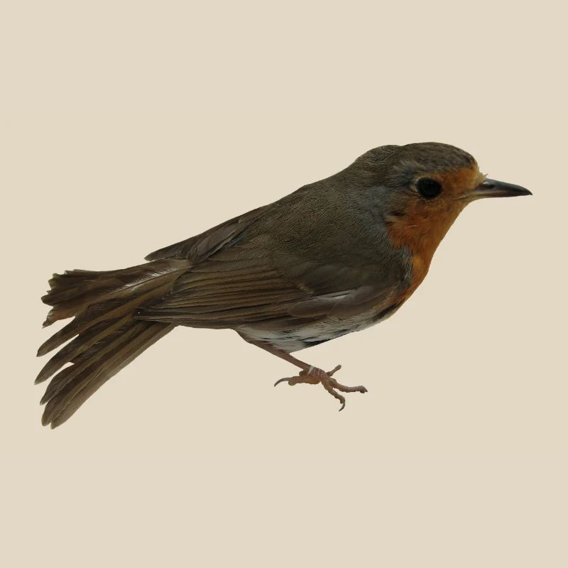 Robin