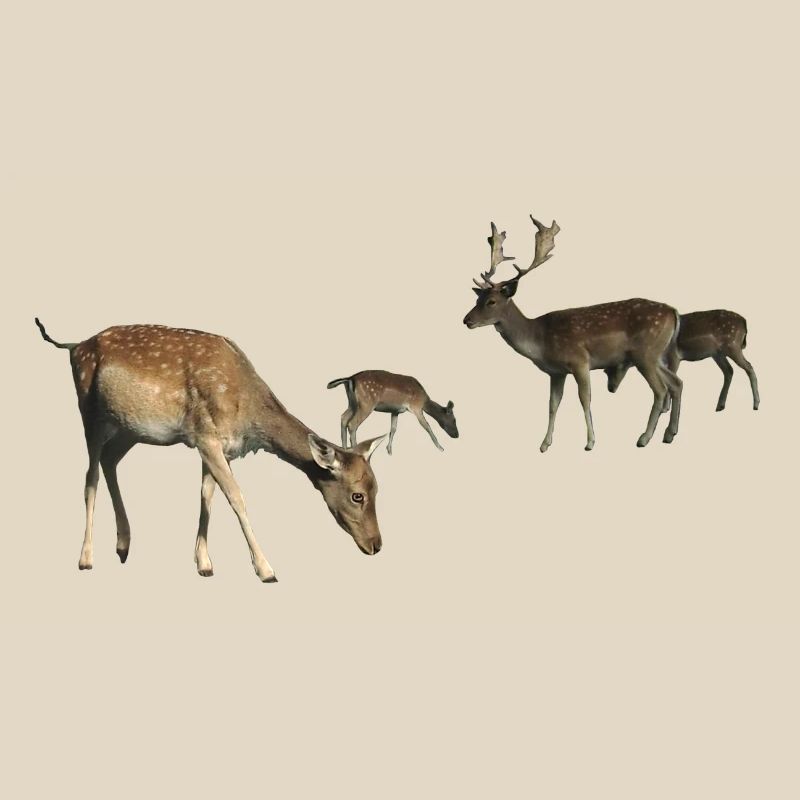 Fallow deer