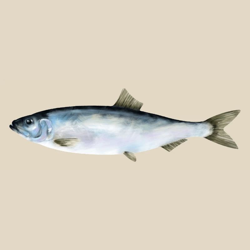Hering