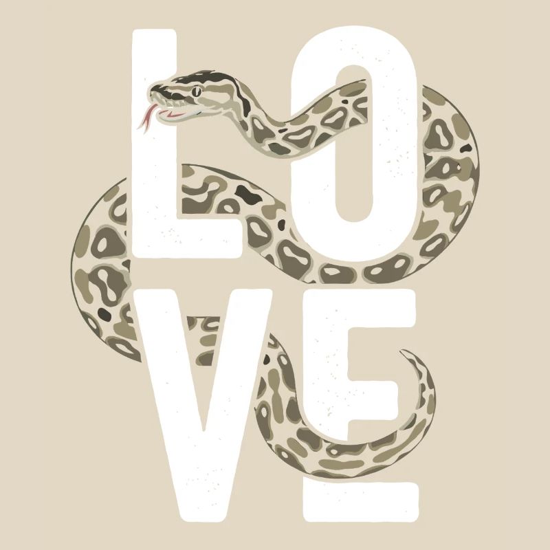 Königspython Schlangen LOVE Terrarium Python