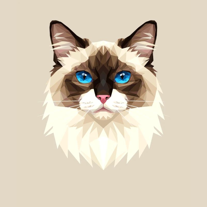 Chat Birman Chat Birman Sacré Chat Birman Mignons Chats Birman