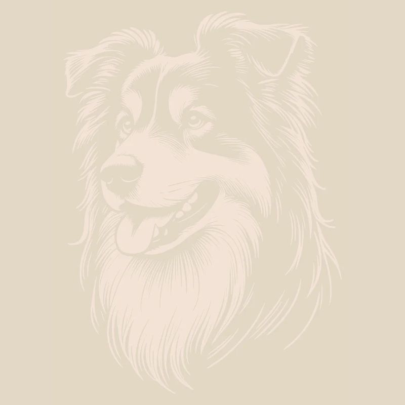 Australian Shepherd Eigenschaften