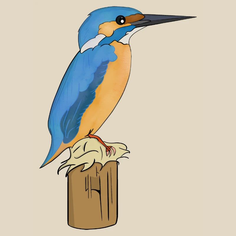 Eisvogel Vogel