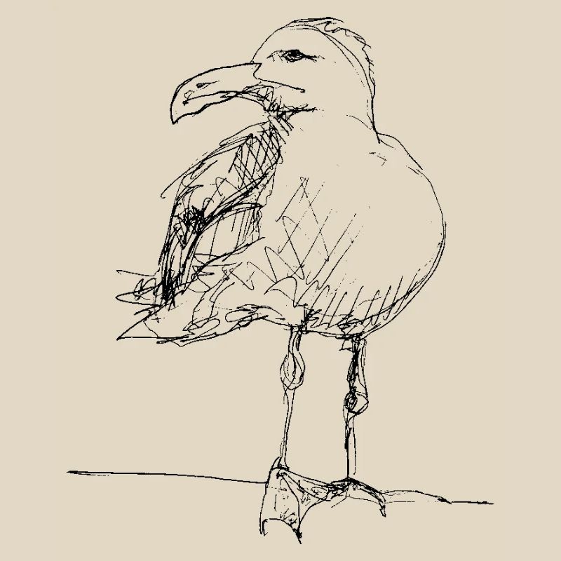 Gull