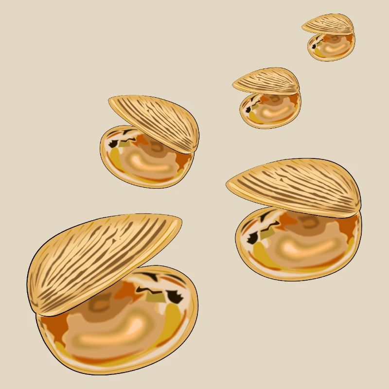 Decorative Shells