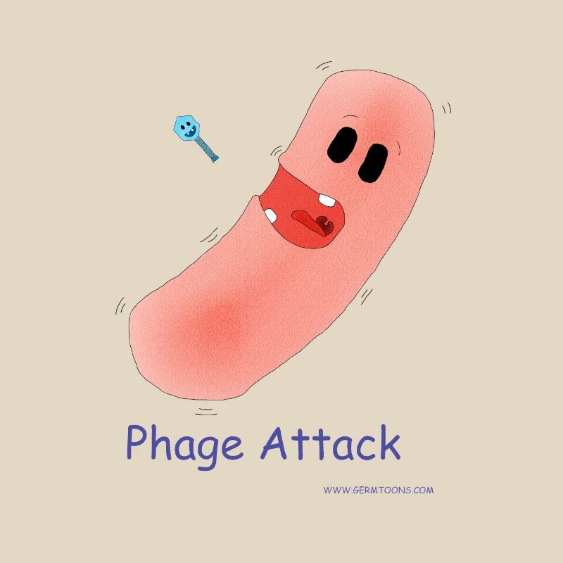Attaque du phage - Bactéries et bactériophages