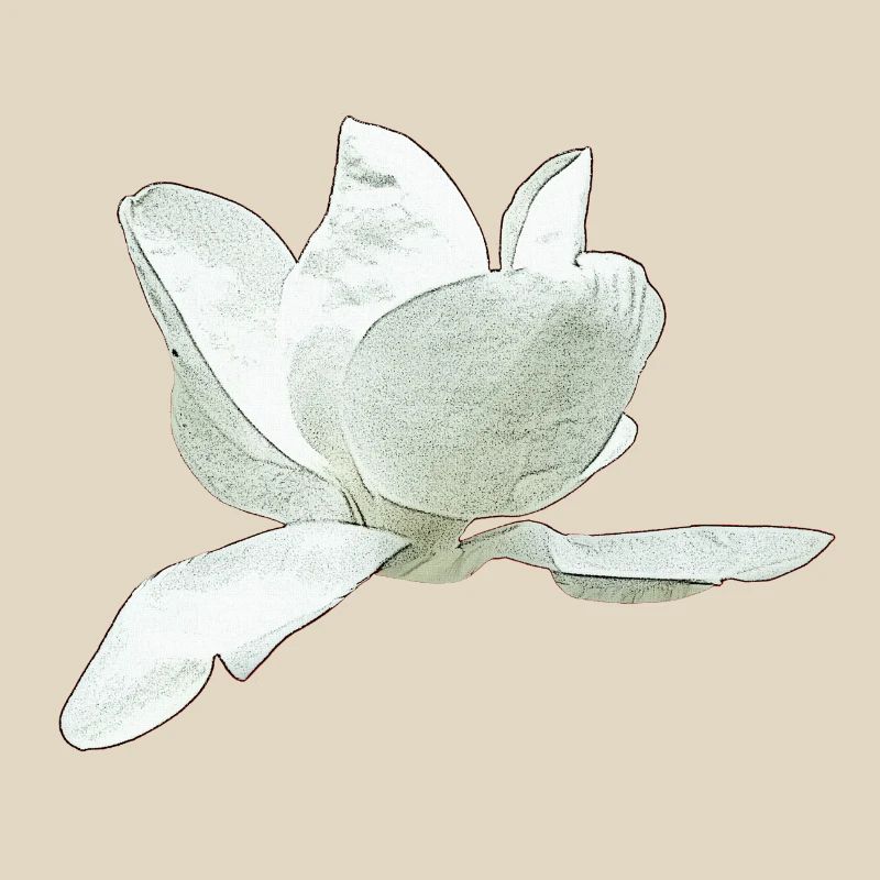 Ideen Muttertag, Magnolie seitlich