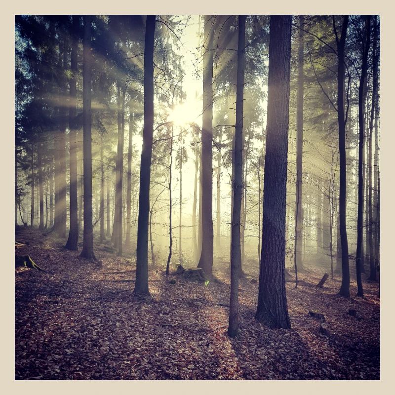 Sunbeams Forest Light