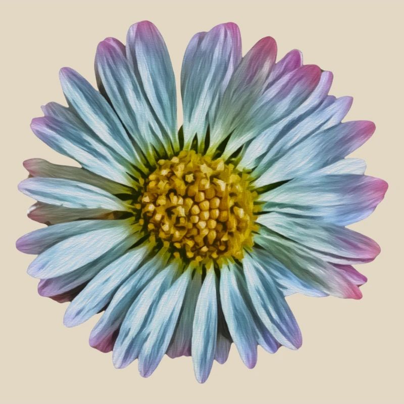 Gänseblümchen