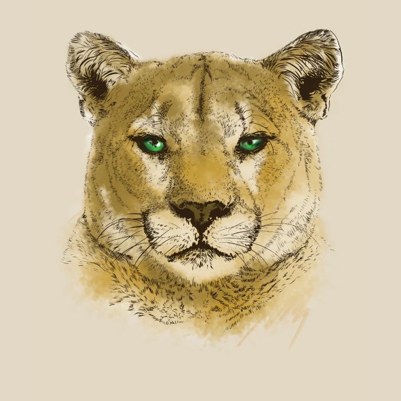 Cougar