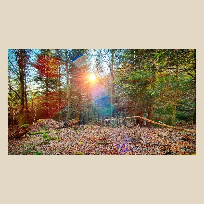 Lumière du soleil dans la forêt d’automne