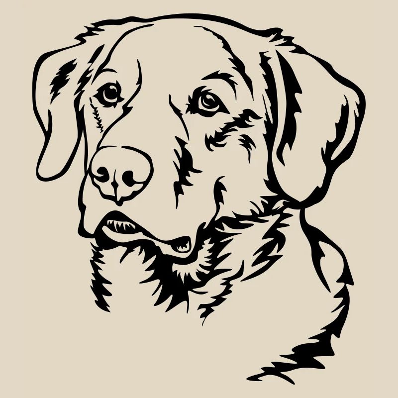 Labrador Kopf