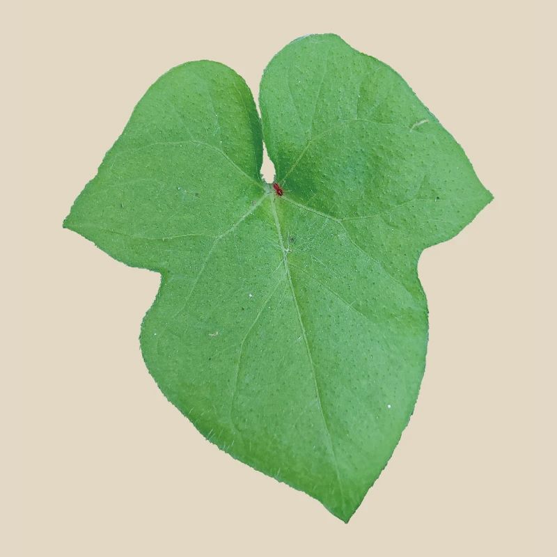 Green_Leaf_-_Tiny_Red_Spider