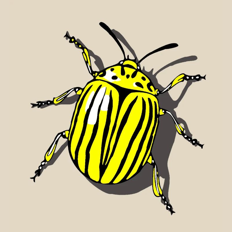 Potato beetle