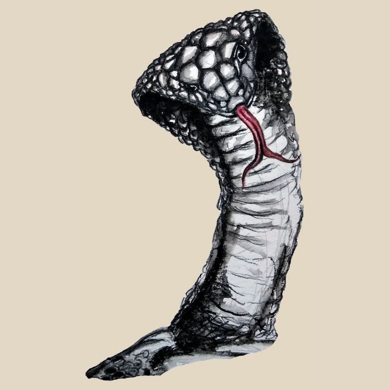Cobra