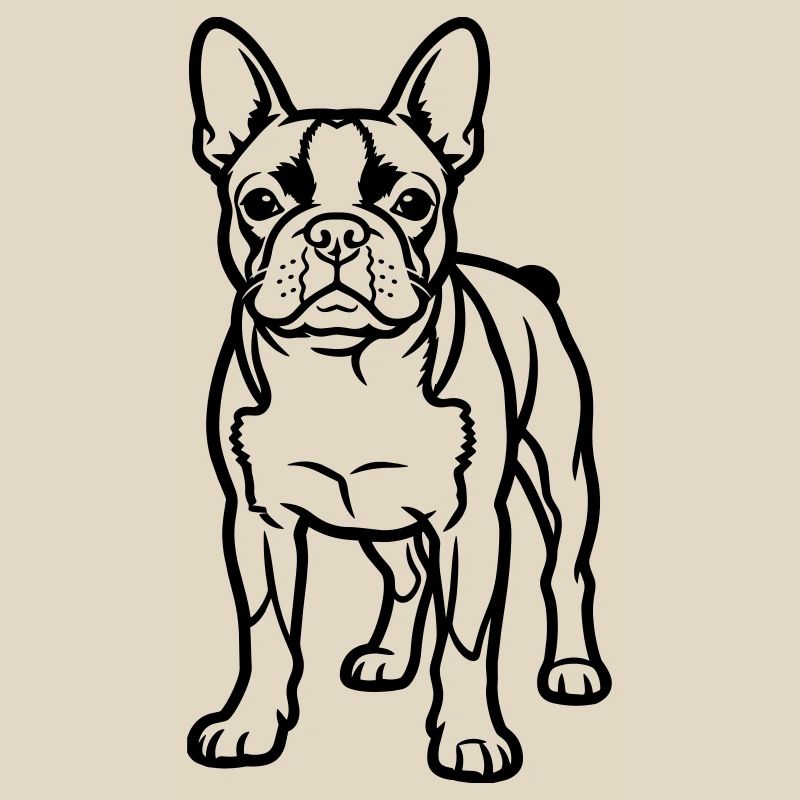 Boston Terrier