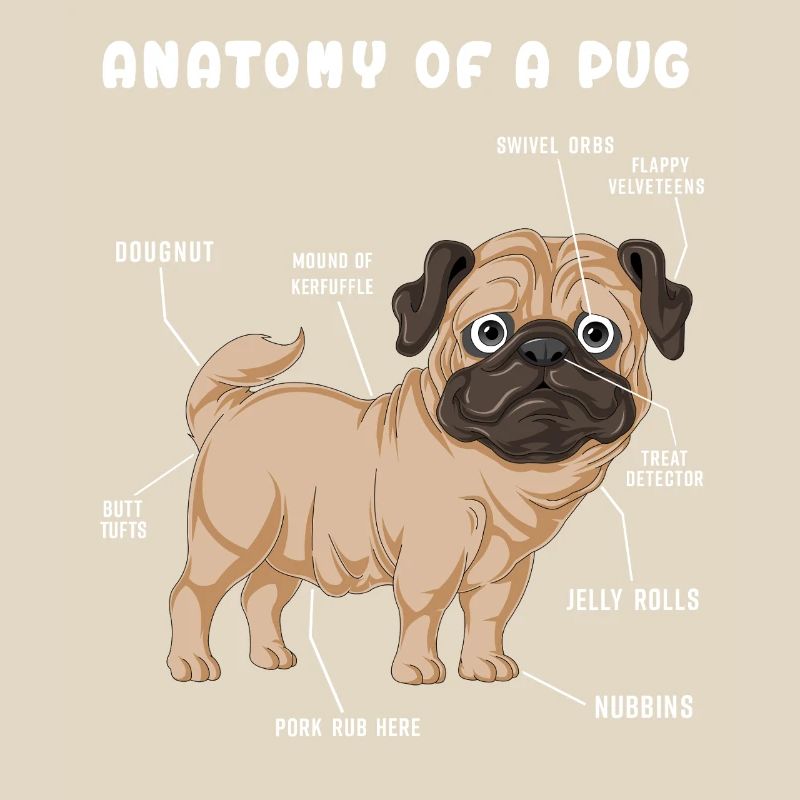 Mops-Anatomie