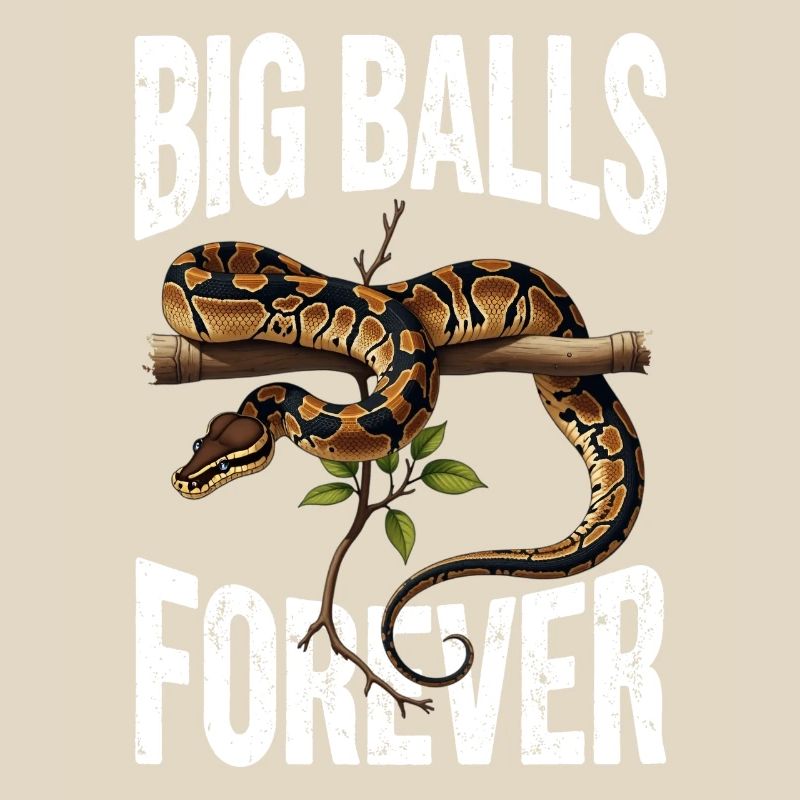 Königspython Schlangen Liebhaber Terrarium Python