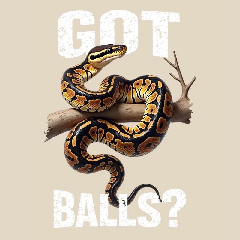 Königspython Schlangen Liebhaber Terrarium Python