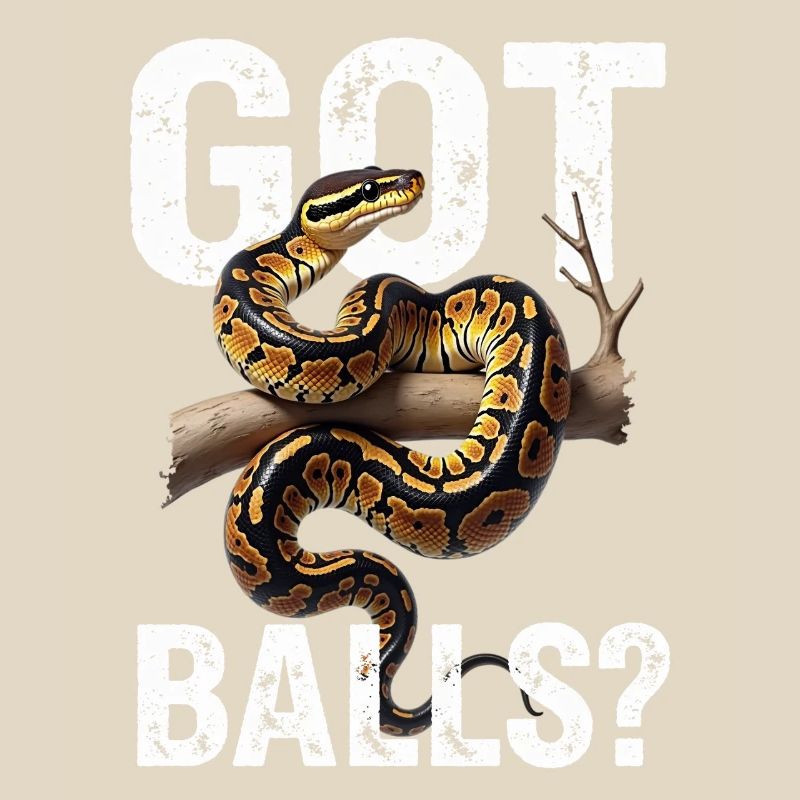 Königspython Schlangen Liebhaber Terrarium Python