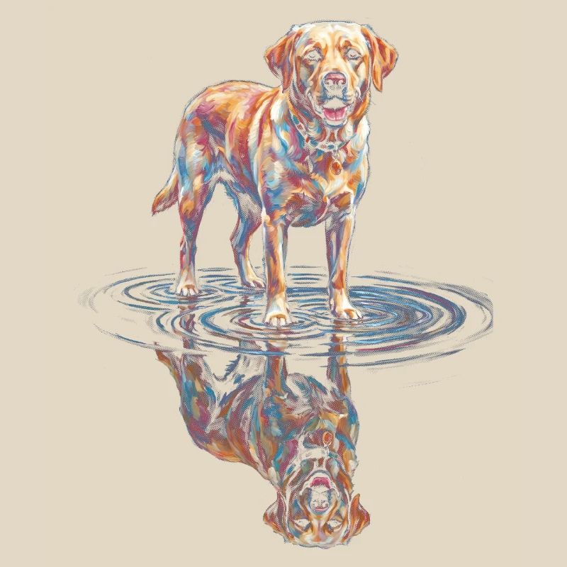 Labrador Retriever mit Wasserreflexion