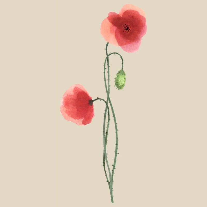 Fleur : coquelicot rouge