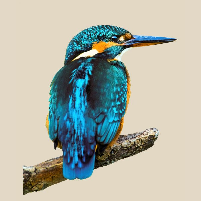 Eisvogel Alcedo atthis