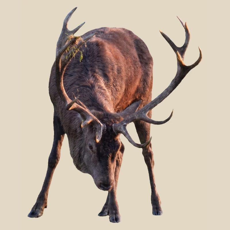 Stag with antlers in a stooped posture