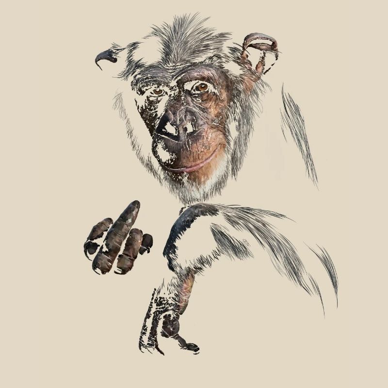 Chimpanzee